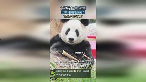 熊猫yy最新爆料视频,最新爆料视频内容大起底 第2张 熊猫yy最新爆料视频,最新爆料视频内容大起底 第2张